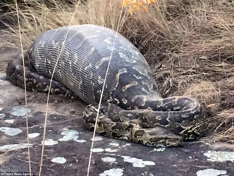 African rock Python eats a 13.8 kg Porcupine and dies